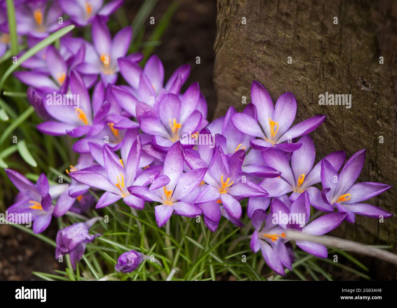 CROCUS Ligusticus fiorente in giardino in primavera Foto Stock