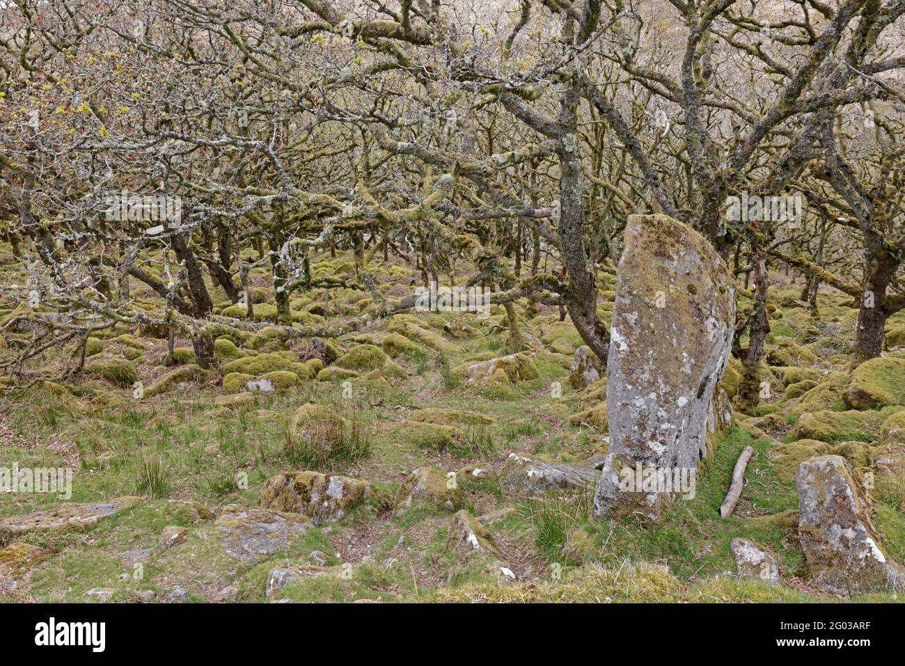 Alberi gnarled a Wistmans Wood Dartmoor UK Foto Stock