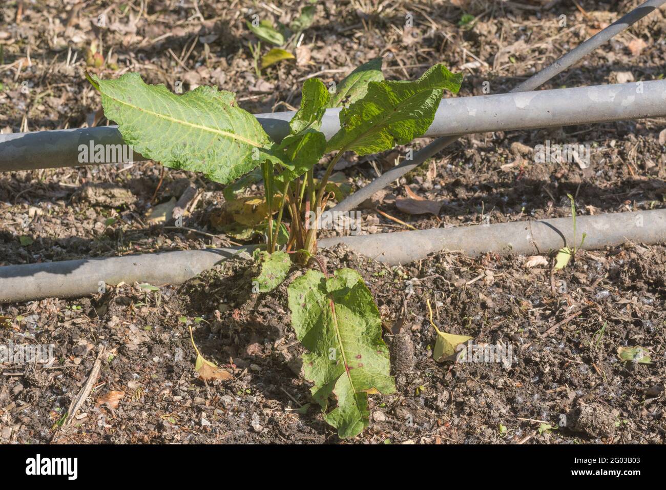 Cancello in metallo del cortile in piena luce del sole con piccoli esemplari di banchina a foglia larga / Rumex oblusifolius. È un'erbaccia agricola fastidiosa. Foto Stock