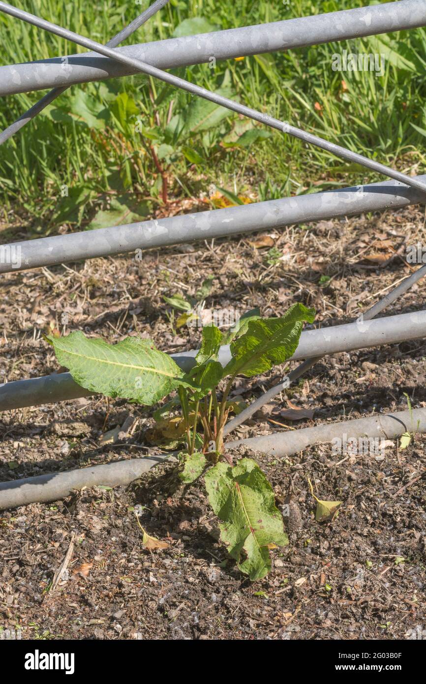 Cancello in metallo del cortile in piena luce del sole con piccoli esemplari di banchina a foglia larga / Rumex oblusifolius. È un'erbaccia agricola fastidiosa. Foto Stock