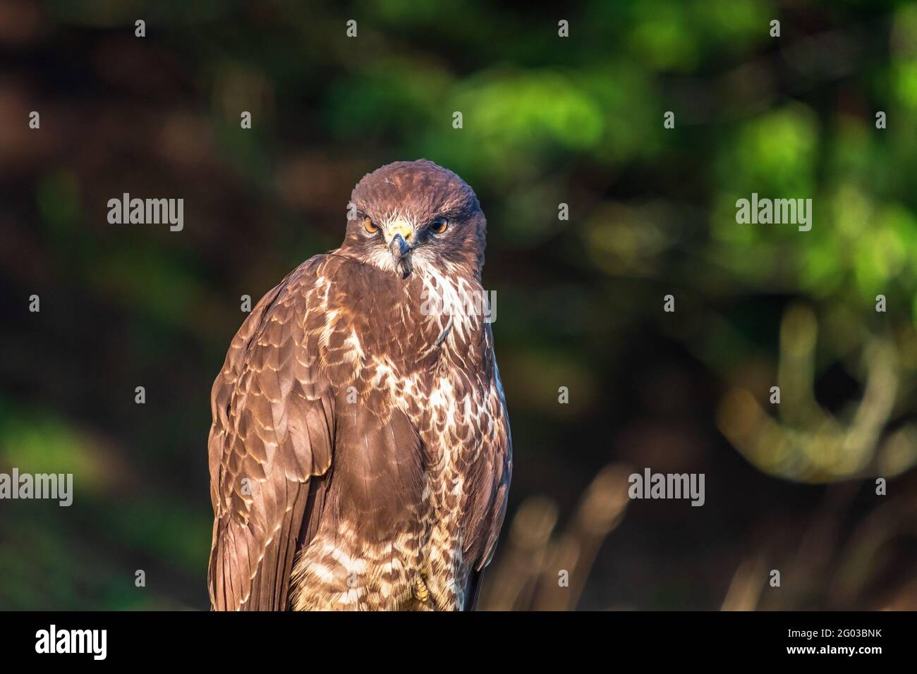 Comune Buzzard primo piano ritratto Foto Stock