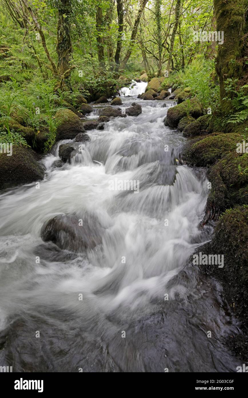 Cascata in primavera sul Colly Brook Dartmoor UK Foto Stock