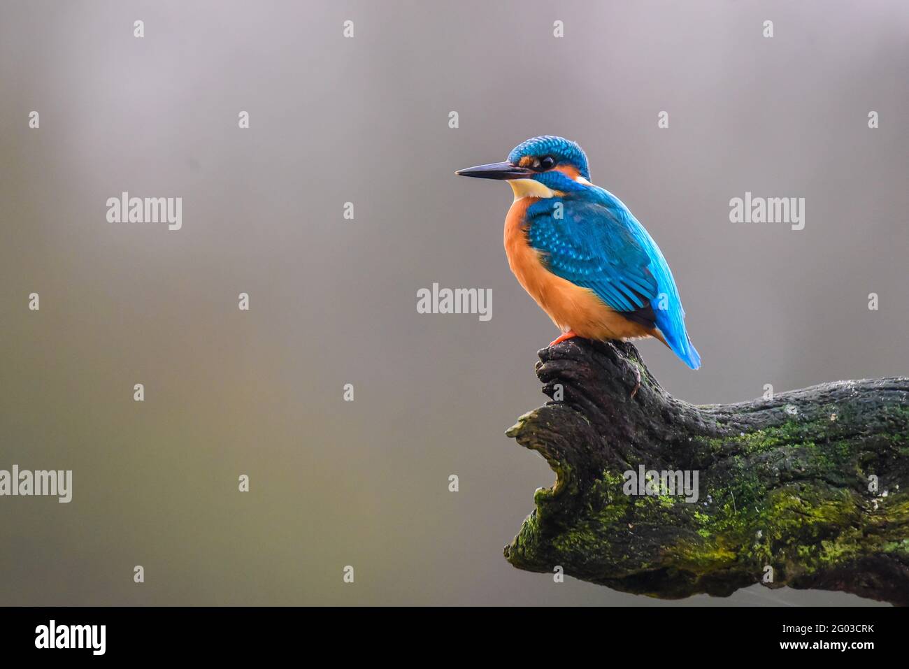 Kingfisher su un ramo, pazientemente in attesa di un pesce. Foto di alta qualità Foto Stock