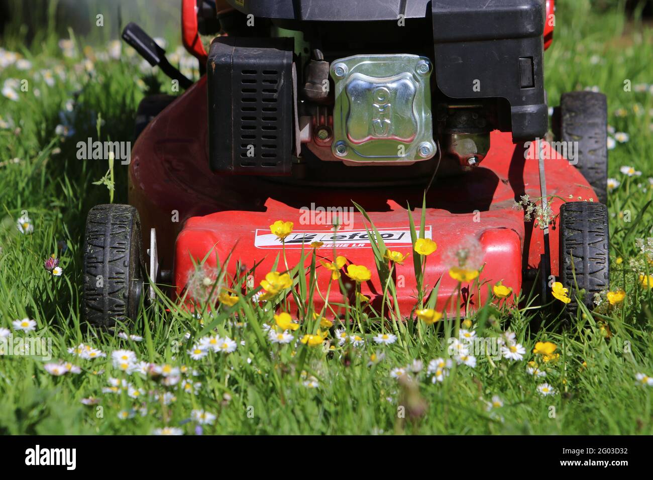 Regno Unito Meteo: Brandsby North Yorkshire, Regno Unito, 31 maggio 2021. No Mow maggio nei giardini intorno al Regno Unito come parte della campagna sul clima. Credit: Matt Pennington/Alamy Live News Foto Stock