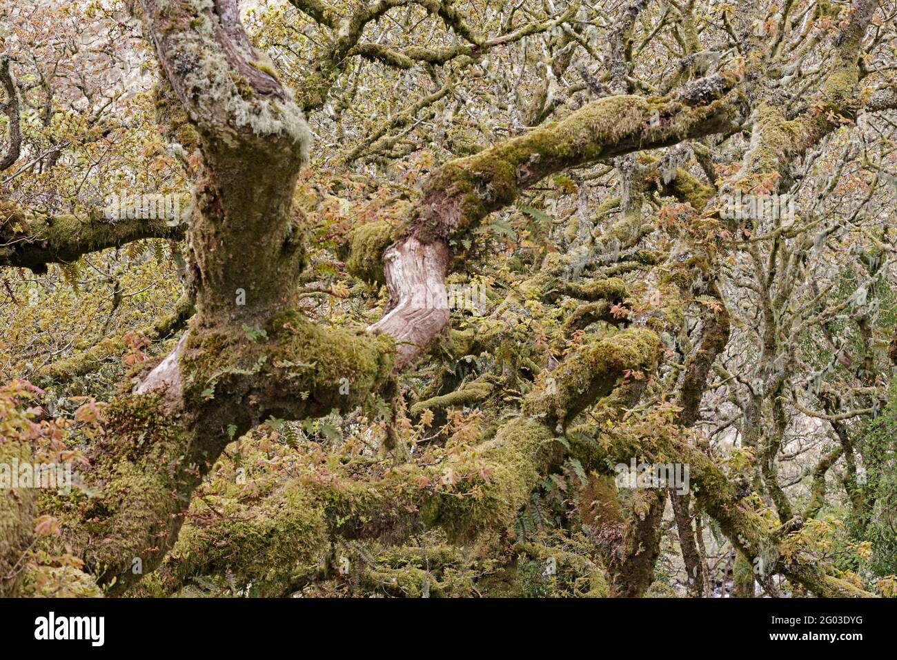 Alberi gnarled a Wistmans Wood Dartmoor UK Foto Stock