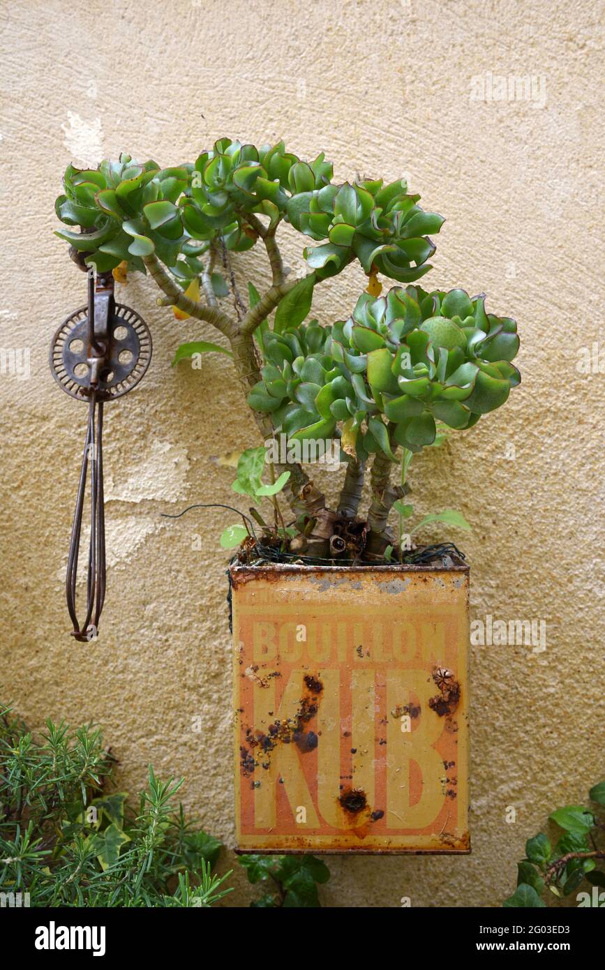 Crassula ovata Succulent, Jade Plant, Lucky Plant, Money Plant o Money Tree in Vintage Tin Box Wall Planter Foto Stock