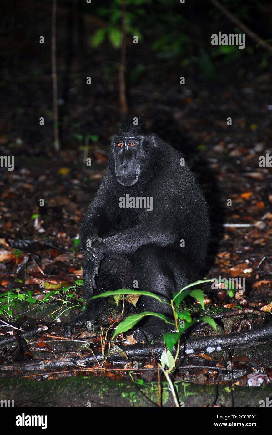 Macaco crestato di Celebe (Macaca nigra), conosciuto anche come macaco nero crestato, Sulawesi, Indonesia Foto Stock