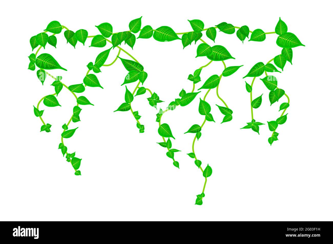 Ivy ramo di vite isolato su sfondo bianco. Pianta di vite. Verde vite appesa con foglie. Progettazione di impianti. Foglie che si impiccano. Motivo floreale. Vettore Illustrazione Vettoriale