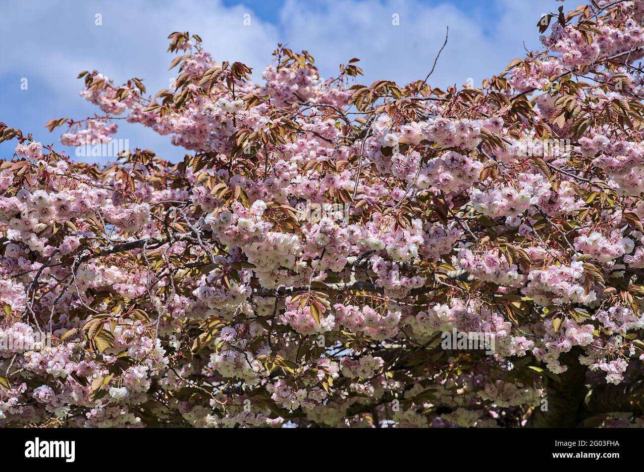 Bella vista a distanza della delicata primavera rosa ciliegio (Prunus Shogetsu Oku Miyako) fiore albero contro cielo blu, University College Dublin Foto Stock