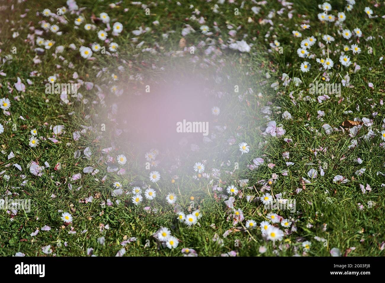 Bella vista dall'alto di un sacco di piccoli fiori di camomilla a crescita bassa (Mayweed) visibili attraverso la fioritura dei ciliegi sfocati, Dublino, Irlanda. Messa a fuoco morbida Foto Stock