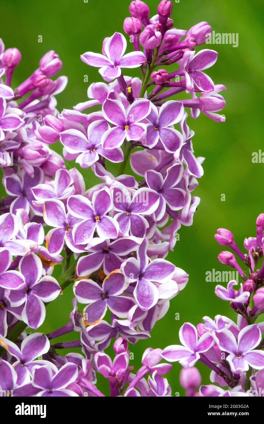 Syringa lilla Sensation Syringa vulgaris flower viola lilla syringa vulgaris Sensation Foto Stock