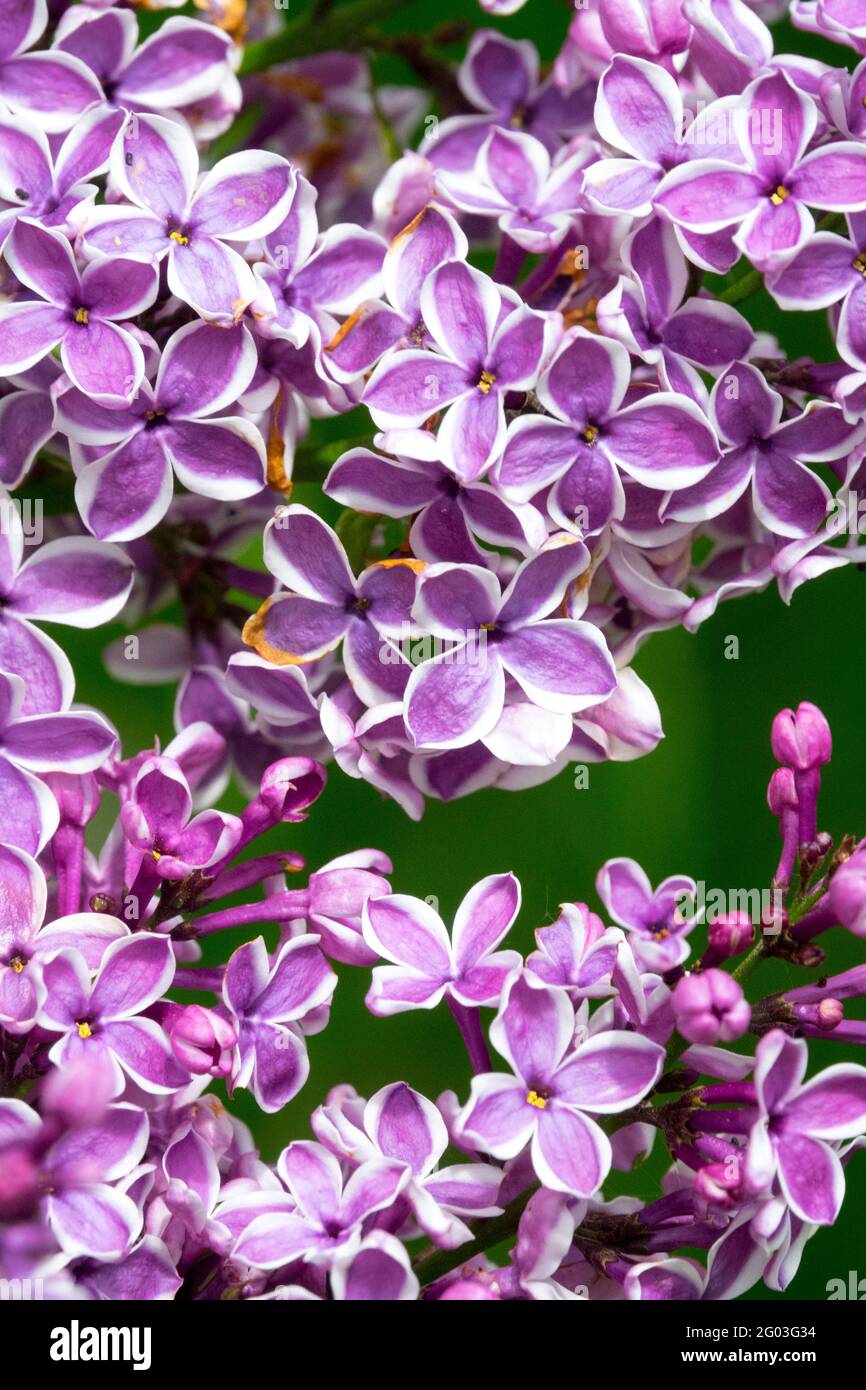Syringa vulgaris sensazione fiori viola con bordo bianco Syringa sensazione Foto Stock