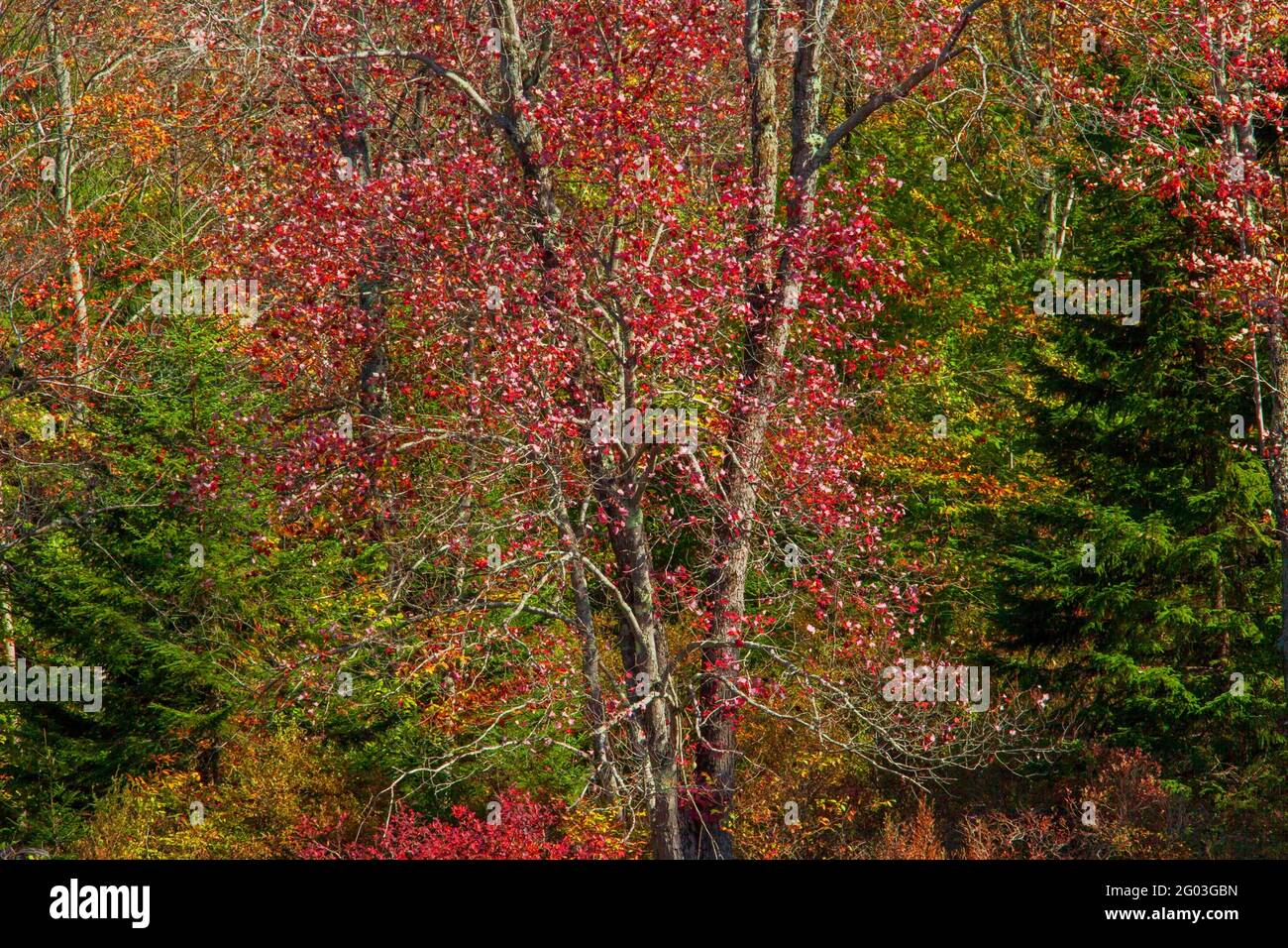 Una foresta autunnale di alberi decidui e conifere sui Monti Pennsylvanias Pocono o Foto Stock