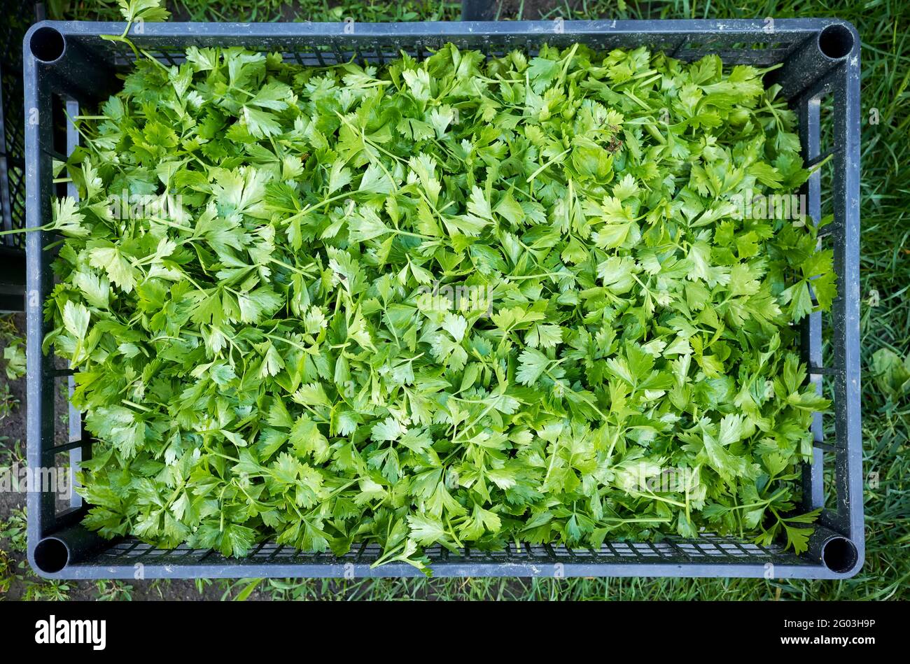 Le piantine di sedano tagliano le foglie in un contenitore di plastica. Foto Stock