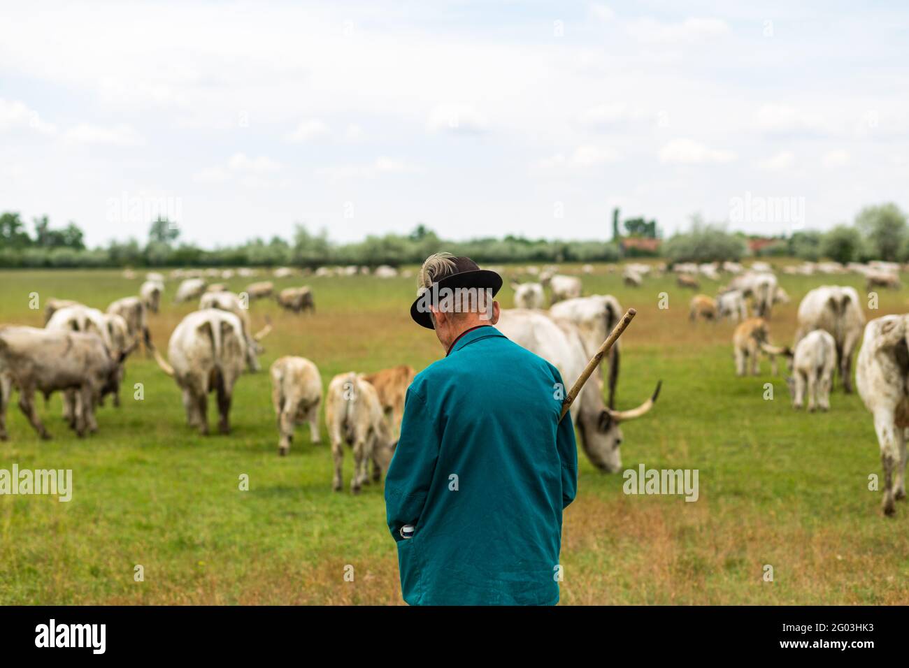 Il pastore tradizionale sta allevando il bestiame grigio nella parte orientale rurale Ungheria Foto Stock