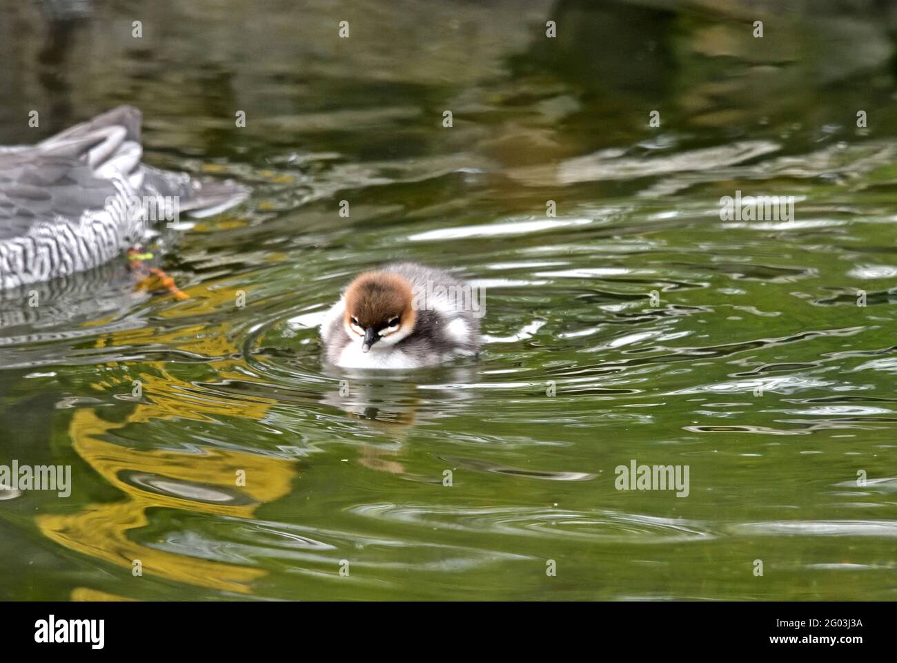 Un simpatico Merganser dal lato scaly (Mergus squamatus) Anatroccolo nuotare in un piccolo stagno nel sud dell'Inghilterra Foto Stock