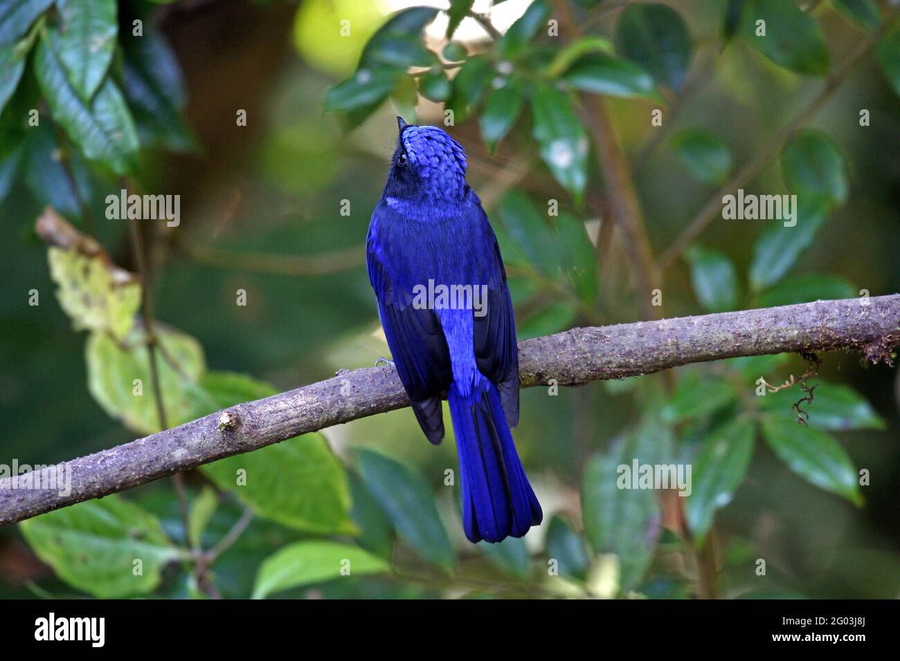 Un maschio grande Niltava (Niltava grandis) Arroccato su un piccolo ramo nella foresta nel nord Thailandia Foto Stock