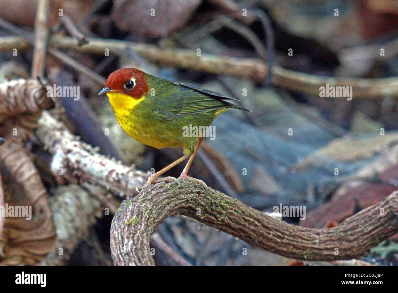 Una Tesia a testa di castano (Cettia castaneocoronata) percepito su un piccolo ramo vicino al pavimento della foresta Nel nord della Thailandia Foto Stock