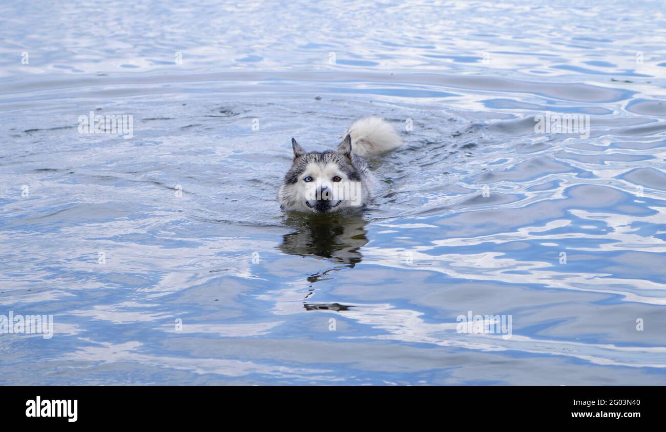 Muso di cani Husky galleggianti e coda sopra gli occhi colorati dell'acqua. Foto Stock