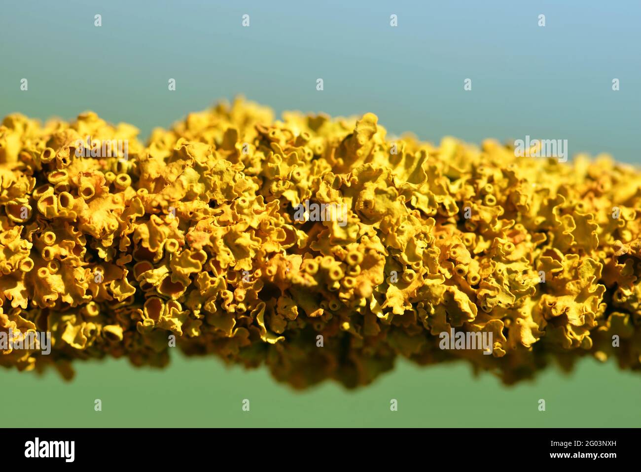 Comune lichen arancio Xanthoria parietina sul ramo di albero primo piano. Foto Stock