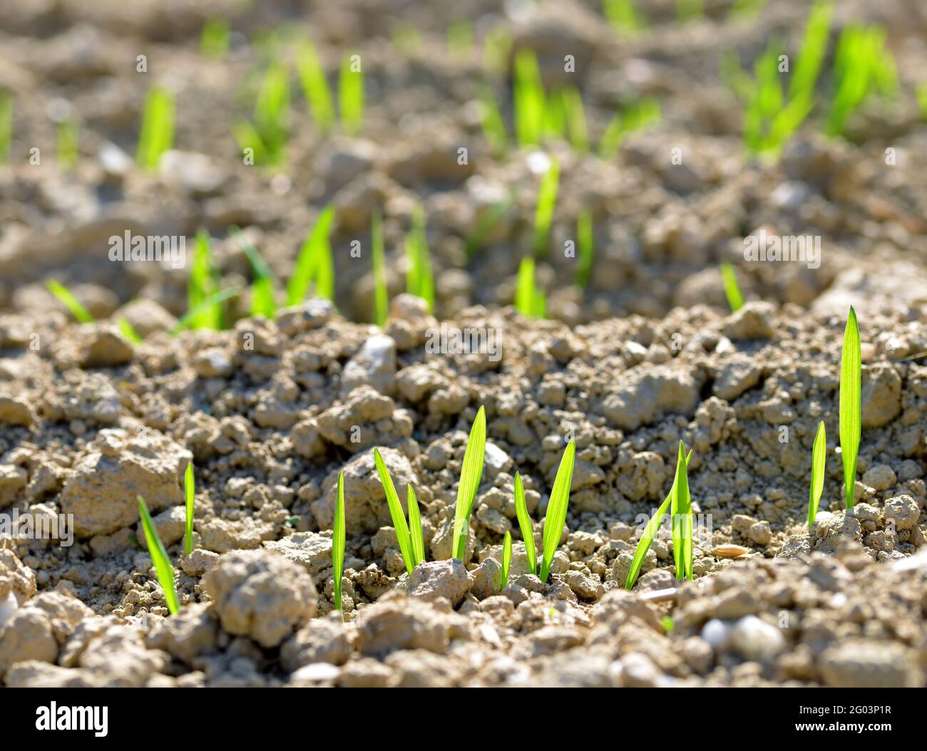 Giovani piantine di grano che crescono in un terreno. Stagione primaverile. Natura sfondo. Foto Stock