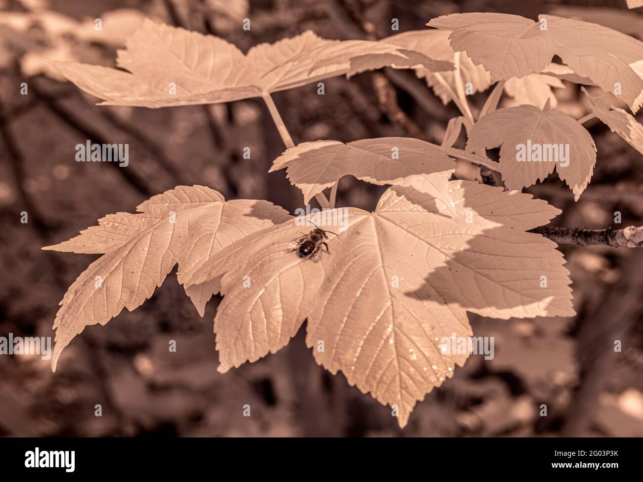 ape infrarossa sulle foglie Foto Stock