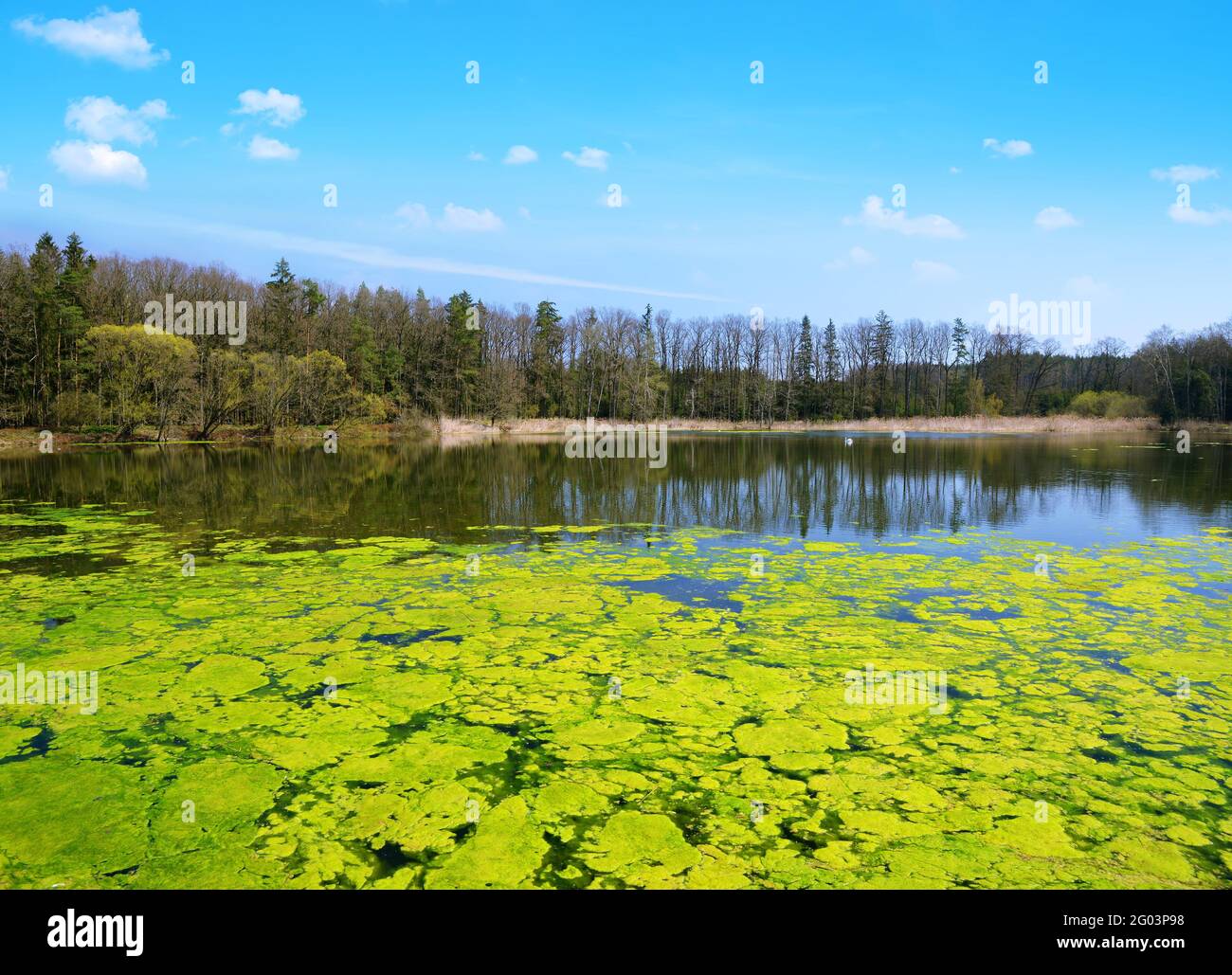 Alghe verdi sulla superficie dell'acqua di uno stagno. Paesaggio primaverile. Foto Stock