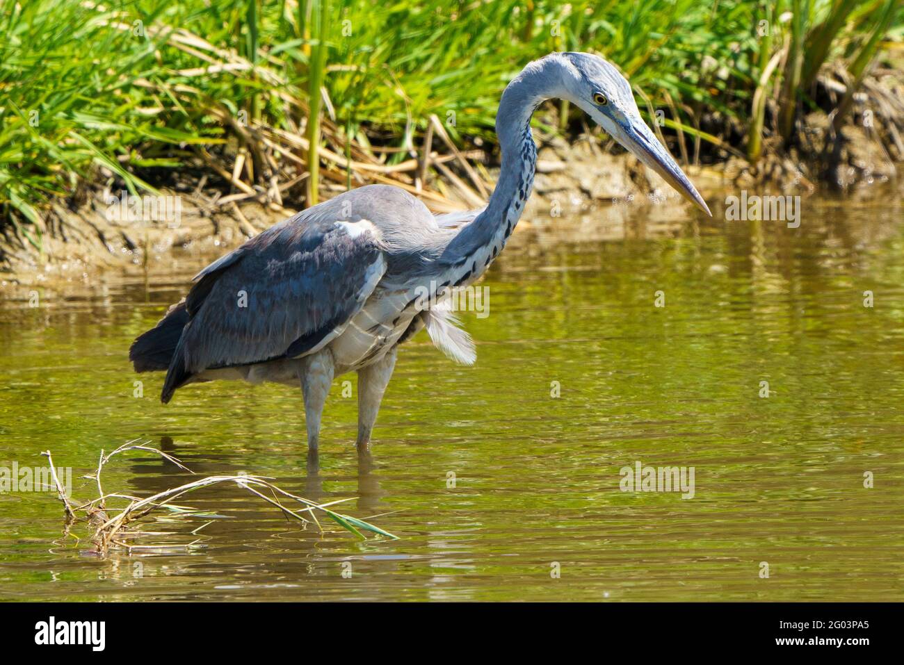Airone grigio (Ardea cinerea) che stalking per le prede in uno stagno Foto Stock
