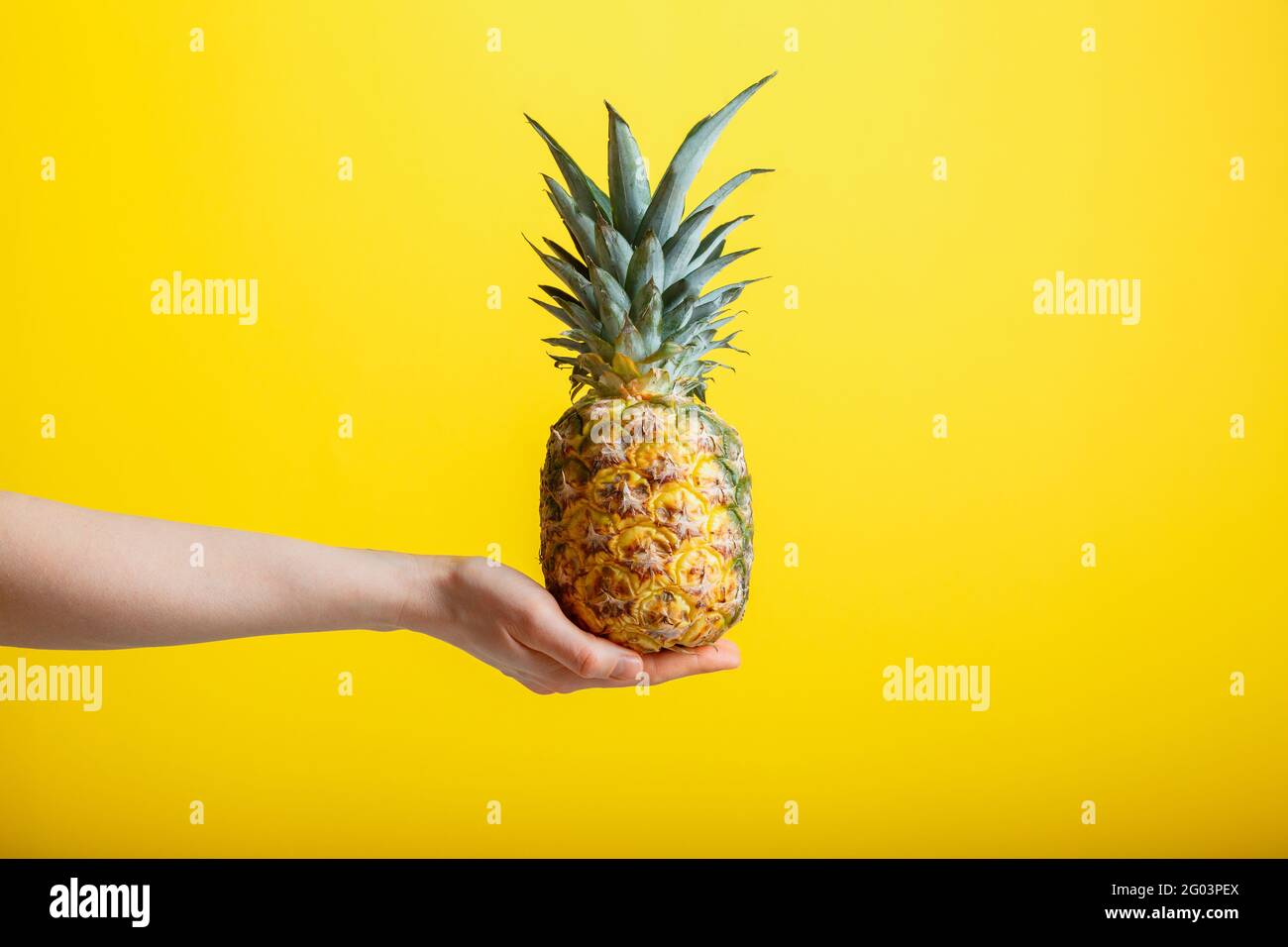 Ananas in mano femminile. Frutta tropica di ananas matura e succosa isolata su sfondo giallo. Concetto estivo minimalista. Foto Stock