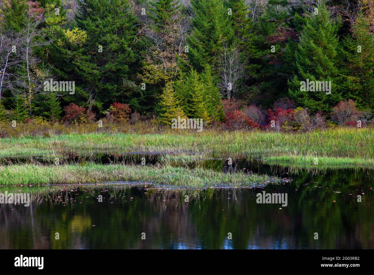 Un laghetto paludoso sulle terre selvatiche statali sulle Pocono Mountains della Pennsylvania, Foto Stock