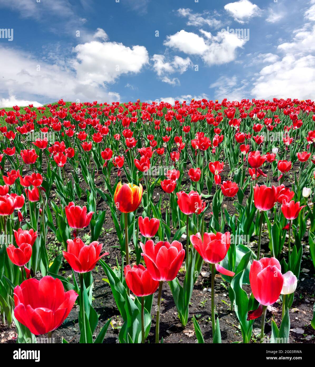 Tulipani rosso campo su cielo blu con sfondo nuvole bianche in giornata di sole. Giardino primaverile con fiori di tulipano in fiore. Piantagione di bella bl Foto Stock