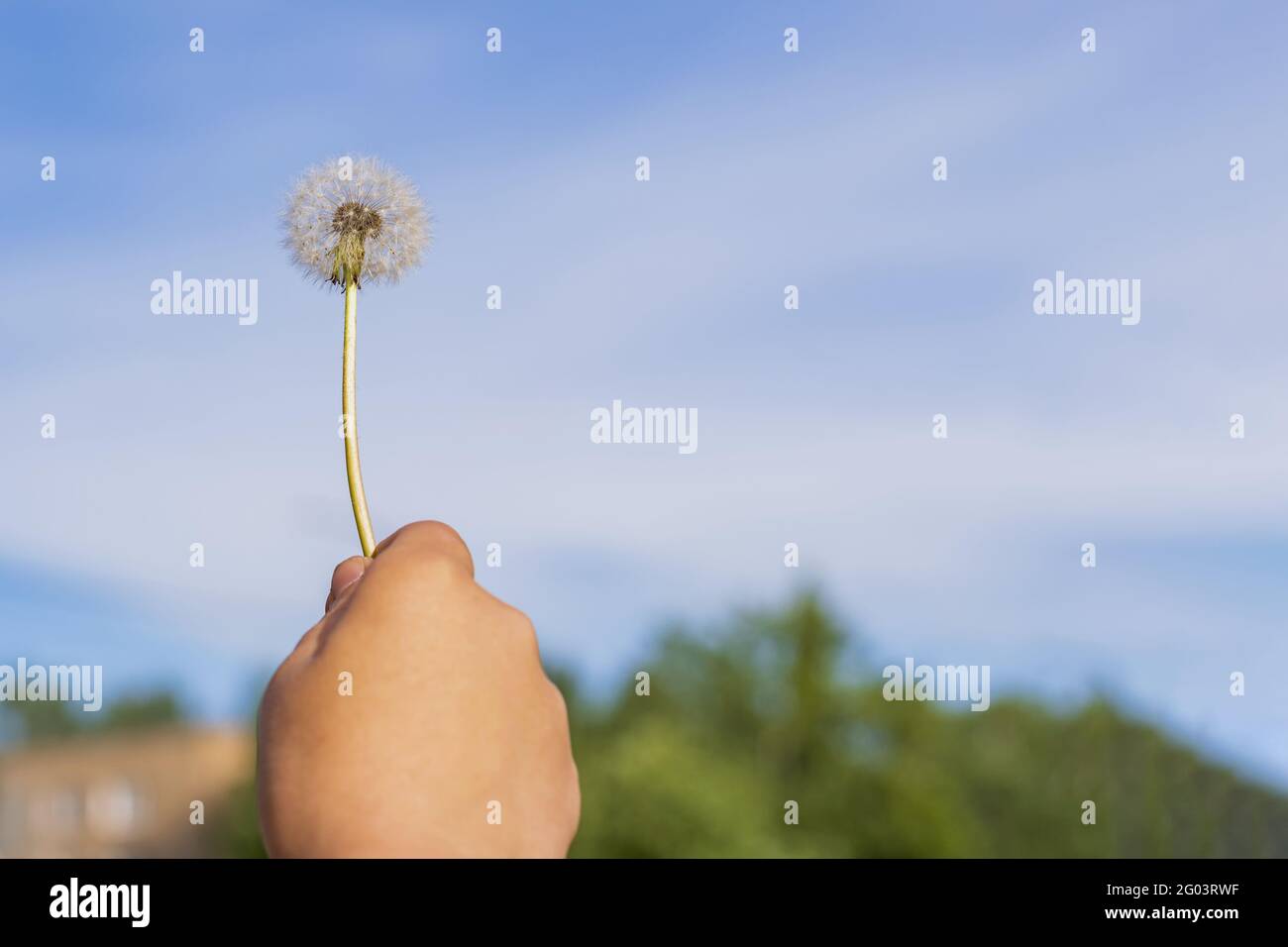 La mano di un bambino tiene un passato maturo e un fiore morbido di dente di leone contro un cielo estivo blu Foto Stock