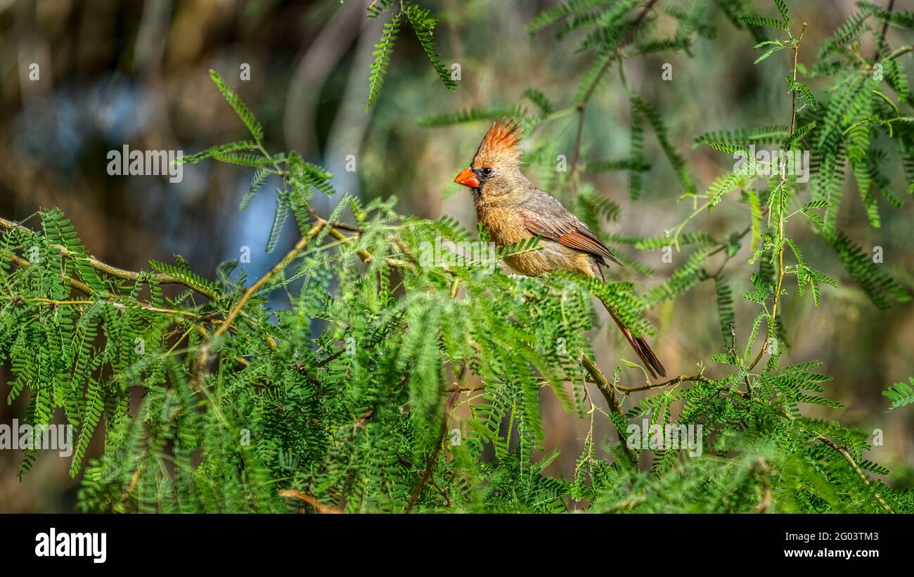 Un cardinale femminile arroccato in un albero mesquite. Foto Stock