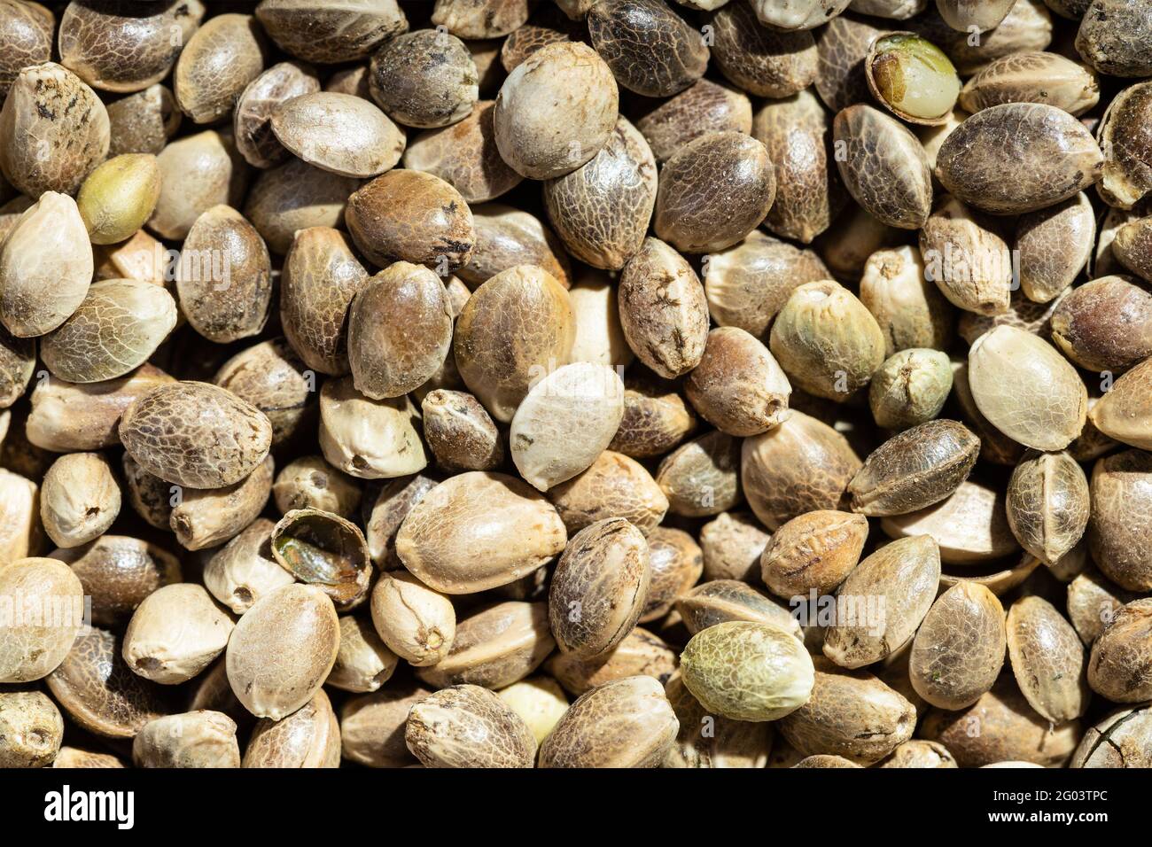 cibo di fondo - semi di canapa sbucciati primo piano Foto Stock