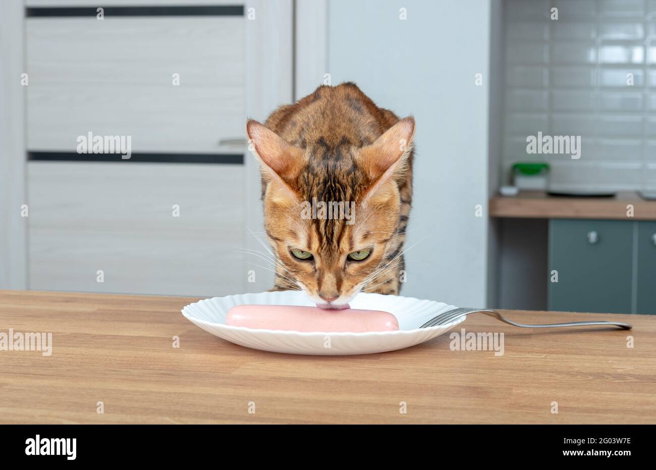 Il gatto del Bengala lecca una salsiccia sdraiata in un piatto bianco sul  tavolo Foto stock - Alamy