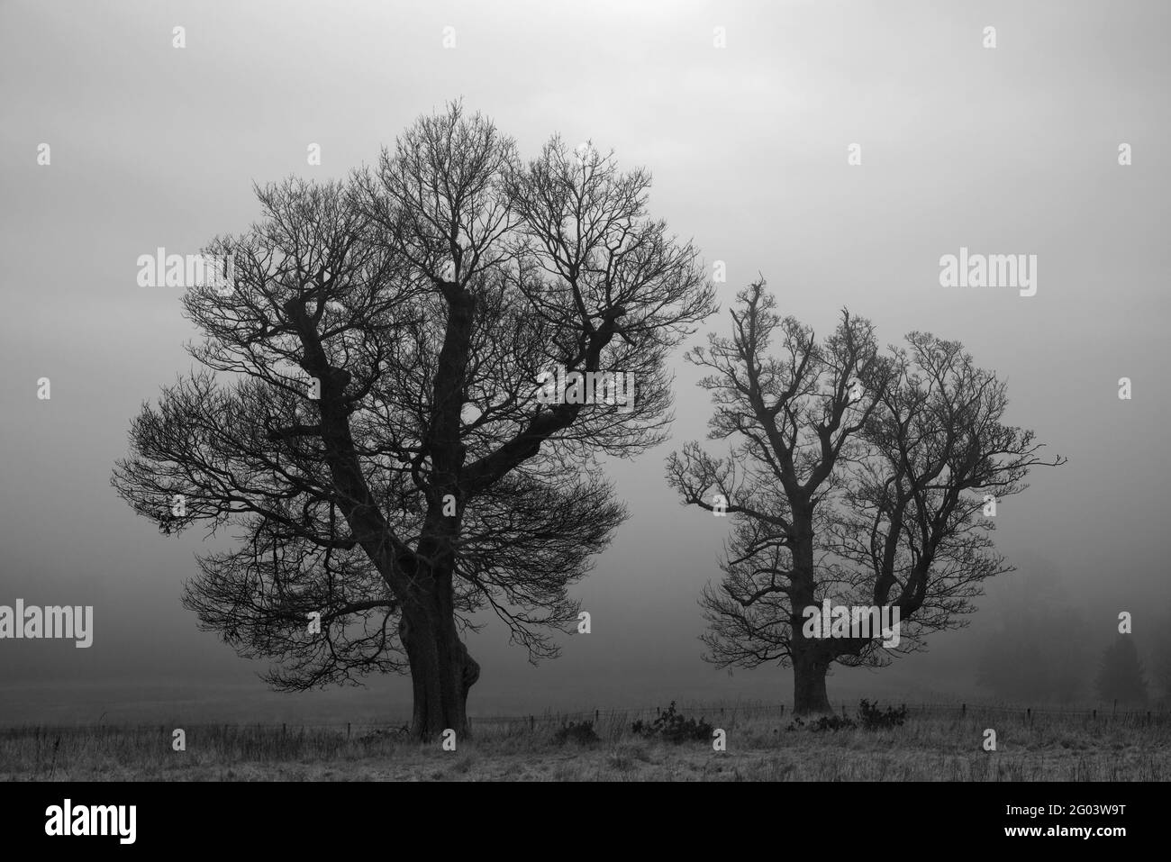 Immagine in bianco e nero di due grandi alberi isolati circondati da una fitta nebbia. Foto Stock