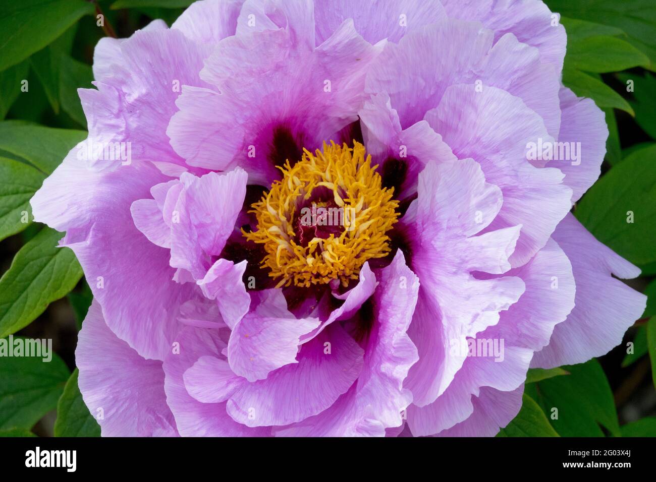 Paeonia Hana kisoi fiore di pony viola Paeonia x albero suffruticosa fioritura dei fiori di peonia Foto Stock
