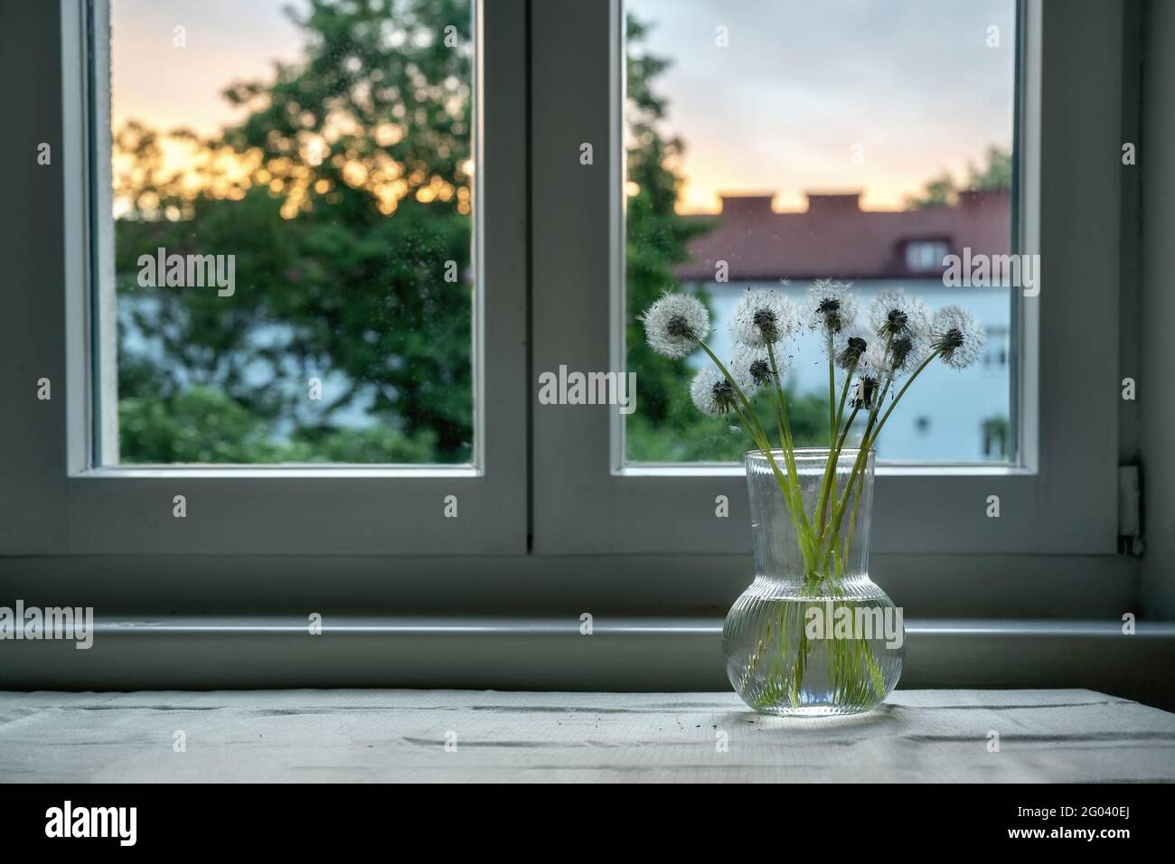 I dandelioni bianchi in vaso di vetro sulla finestra di sera Foto Stock