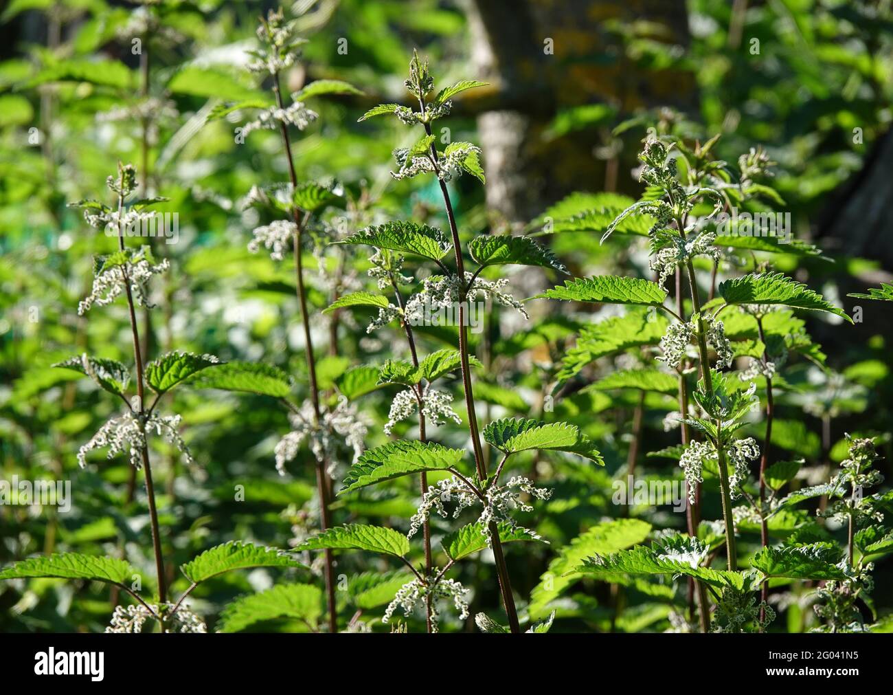 Nettle con semi, Urtica dioica in controluce Foto Stock