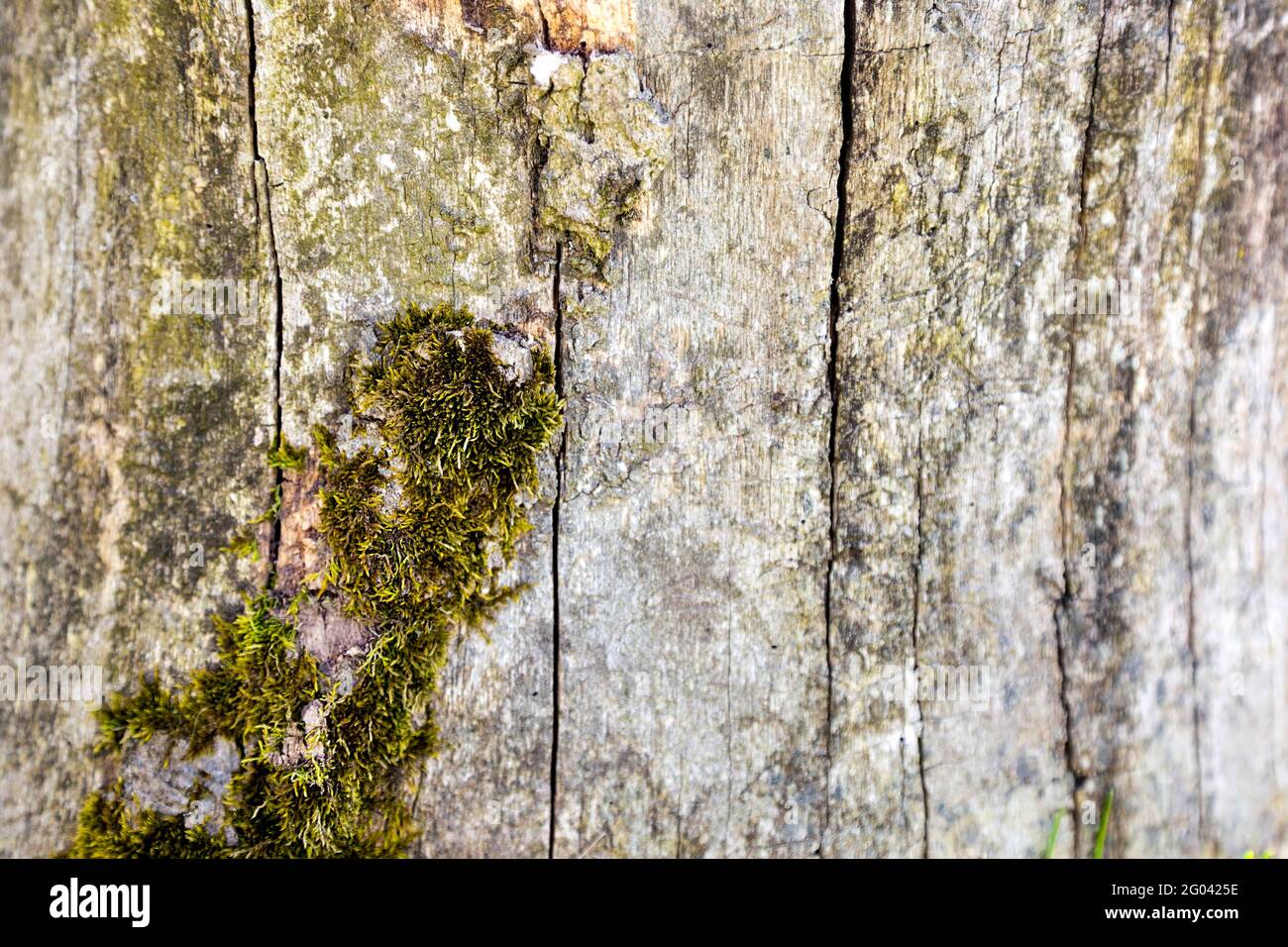 Il ceppo di un vecchio albero in guscio coperto di verde muschio nella vecchia foresta Foto Stock