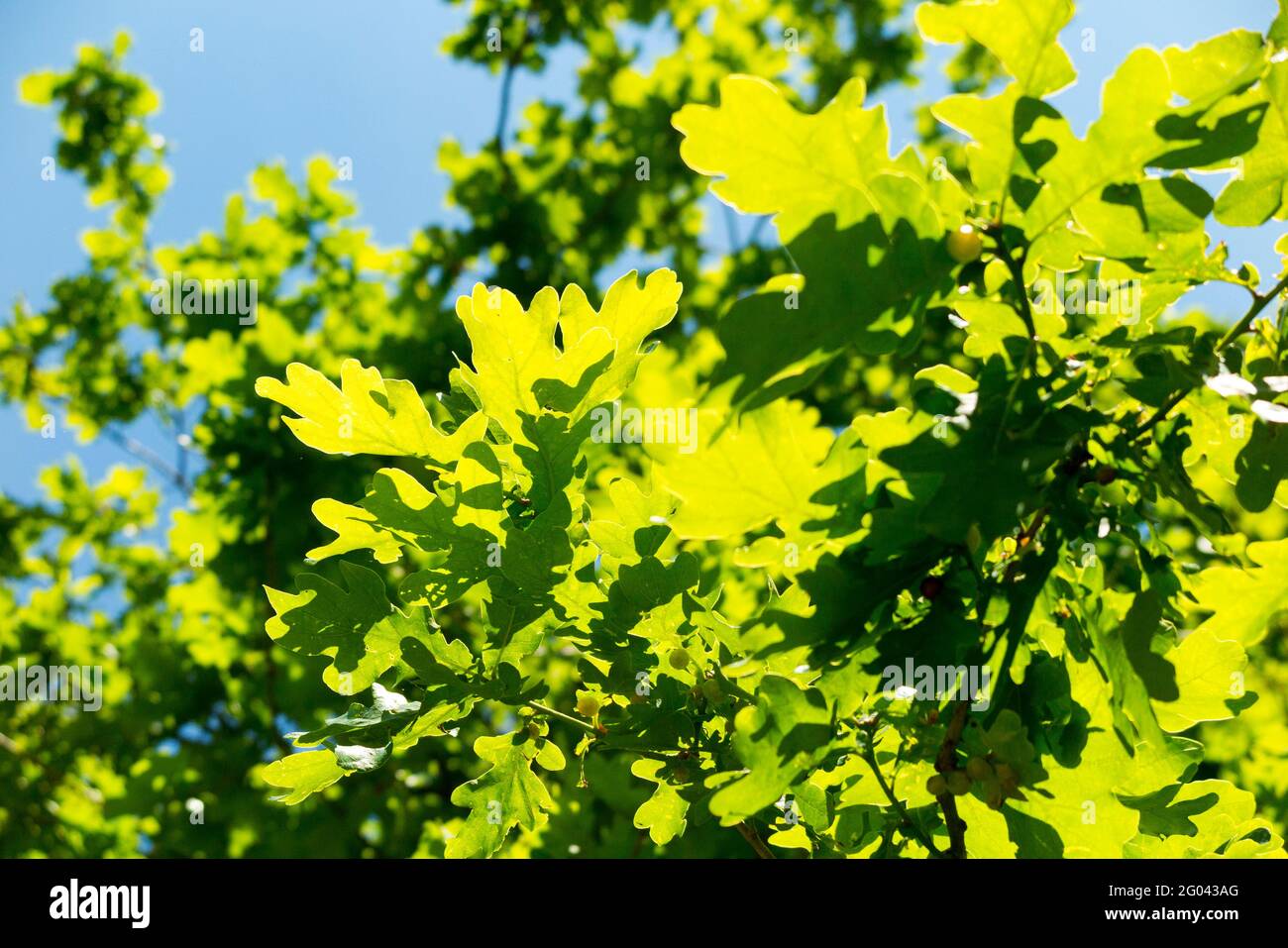 Guardando in su attraverso i rami inglesi dell'albero di quercia e la nuova crescita delle foglie di molla. La luce del sole e la clorofilla nelle foglie consentiranno la fotosintesi. Parco pubblico. Londra. REGNO UNITO. (123) Foto Stock