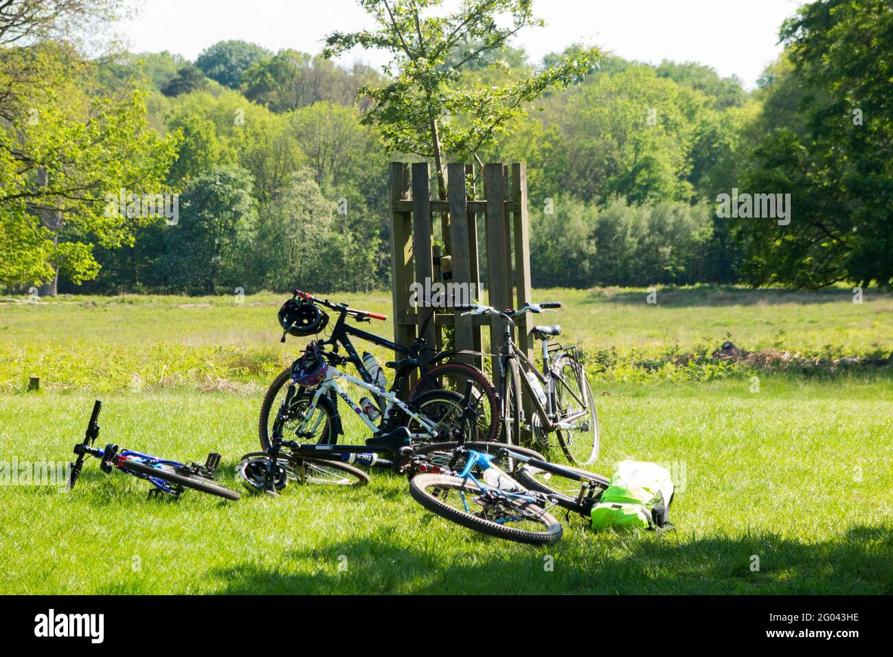 Diverse biciclette parcheggiate da ciclisti contro / appoggiate su una gabbia di alberi a Richmond Park, Surrey. REGNO UNITO. (123) Foto Stock
