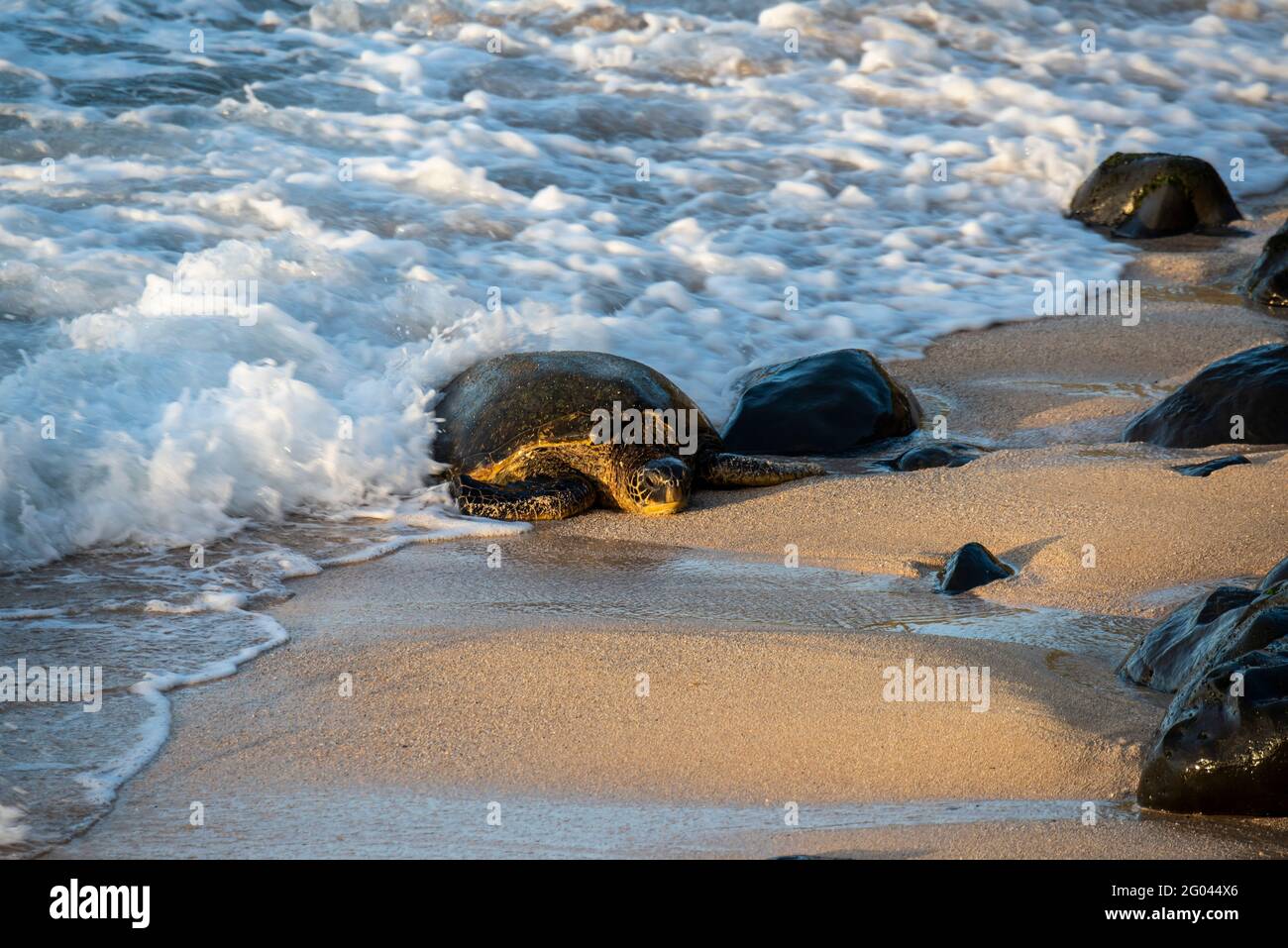 Maui, Hawaii. Ho'okipa Beach Park. Una tartaruga marina verde hawaiana (Chelonia mydas) che si dirige verso la spiaggia per riposare al tramonto. Foto Stock