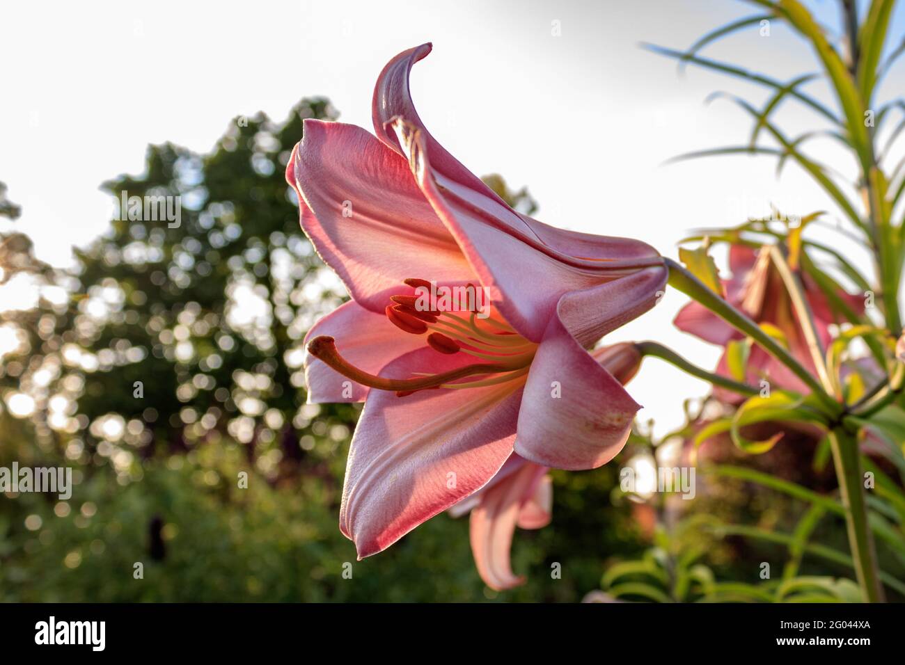 Giglio rosa (Lilium) fiore contro il cielo, primo piano e vista laterale Foto Stock
