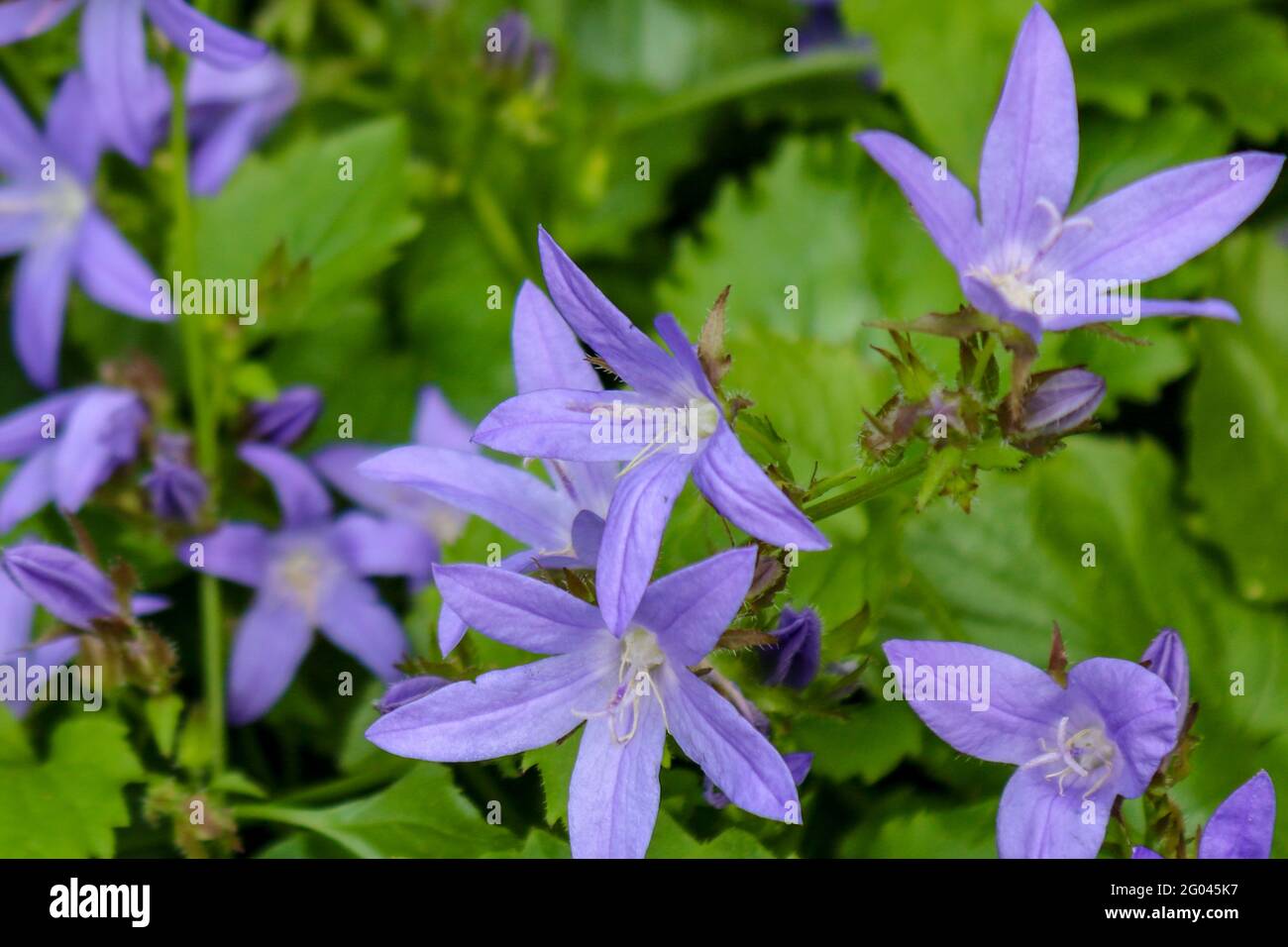 Campanile serbo (Campanula poscharskyana) con fiori a forma di stella viola nella piantagione del giardino, stagione di fioritura estiva, prospettiva ravvicinata Foto Stock