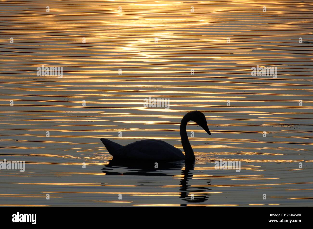 Vadnais Heights, Minnesota. Parco Regionale del Lago di Vadnais. Silhouette di un Cigno Trumpeter; Buccinator Cygnus; nuoto in un lago al tramonto. Foto Stock