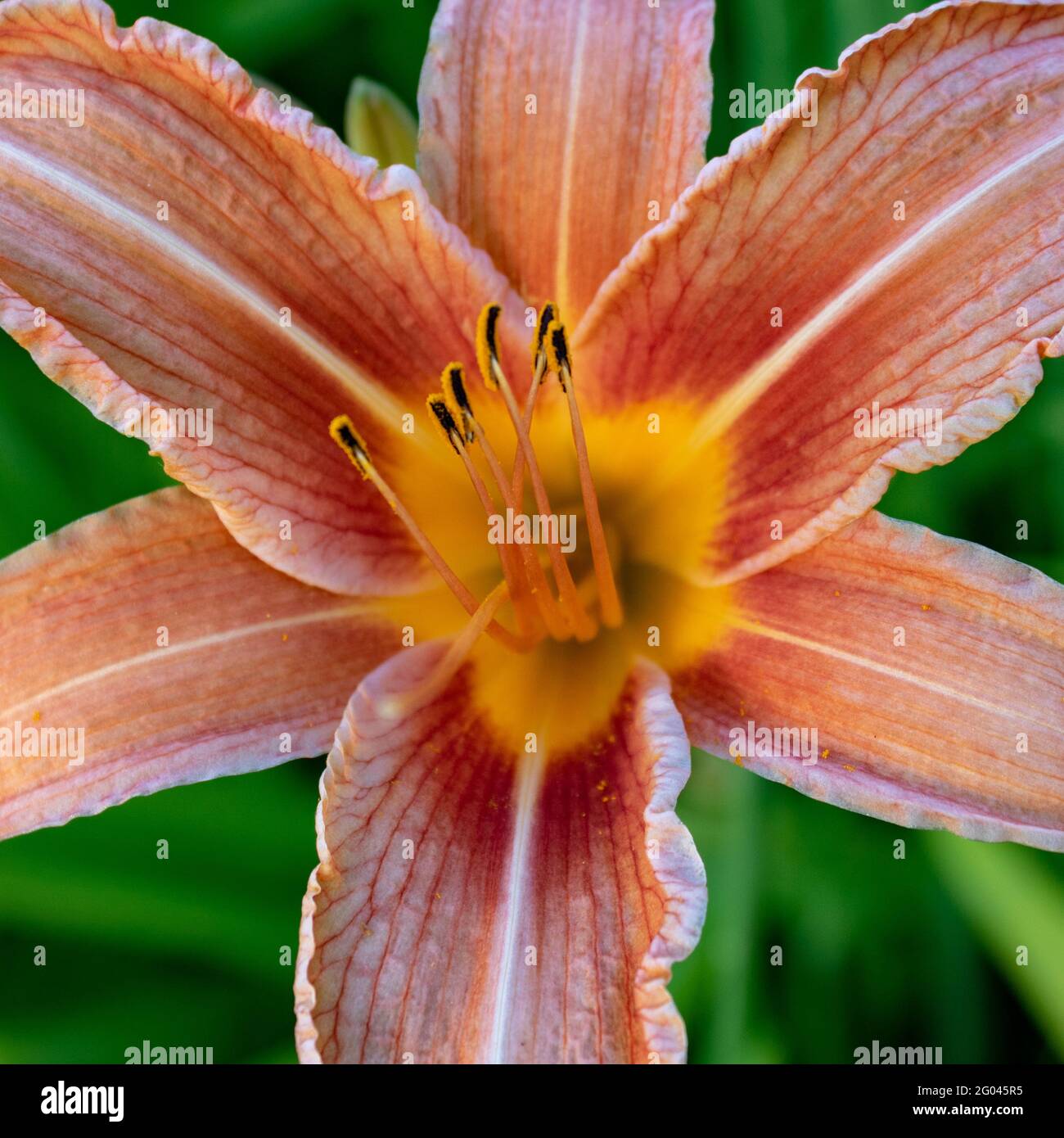 Giglio giorno arancione (Hemerocallis fulva) anche giglio di cagna o giglio tigre nell'erba verde, primo piano dettaglio, vista dall'alto Foto Stock