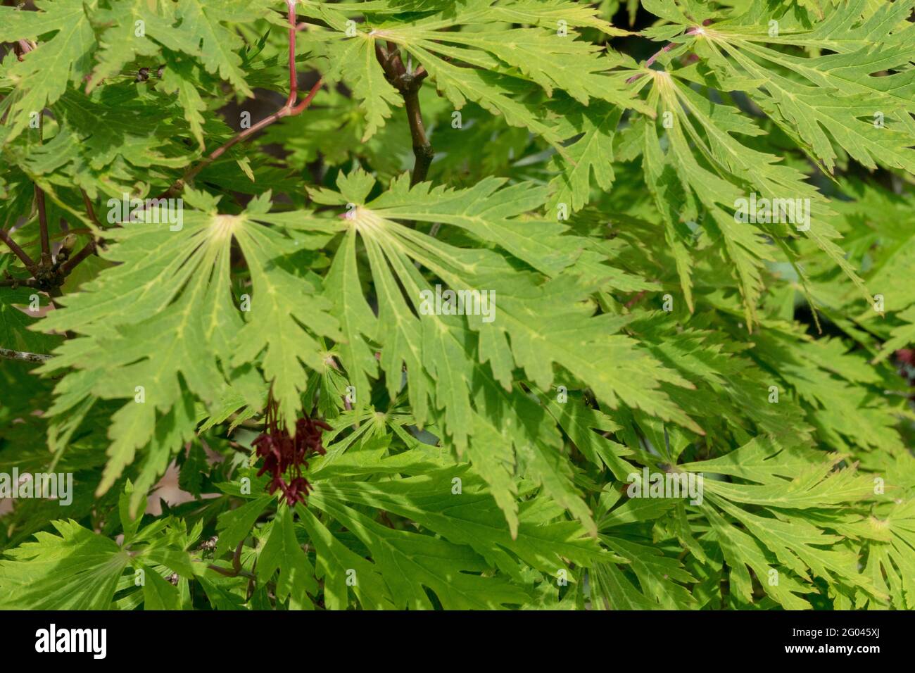 Acer japonicum Aconitifolium Acer japonicum lascia la primavera Foliage Foto Stock