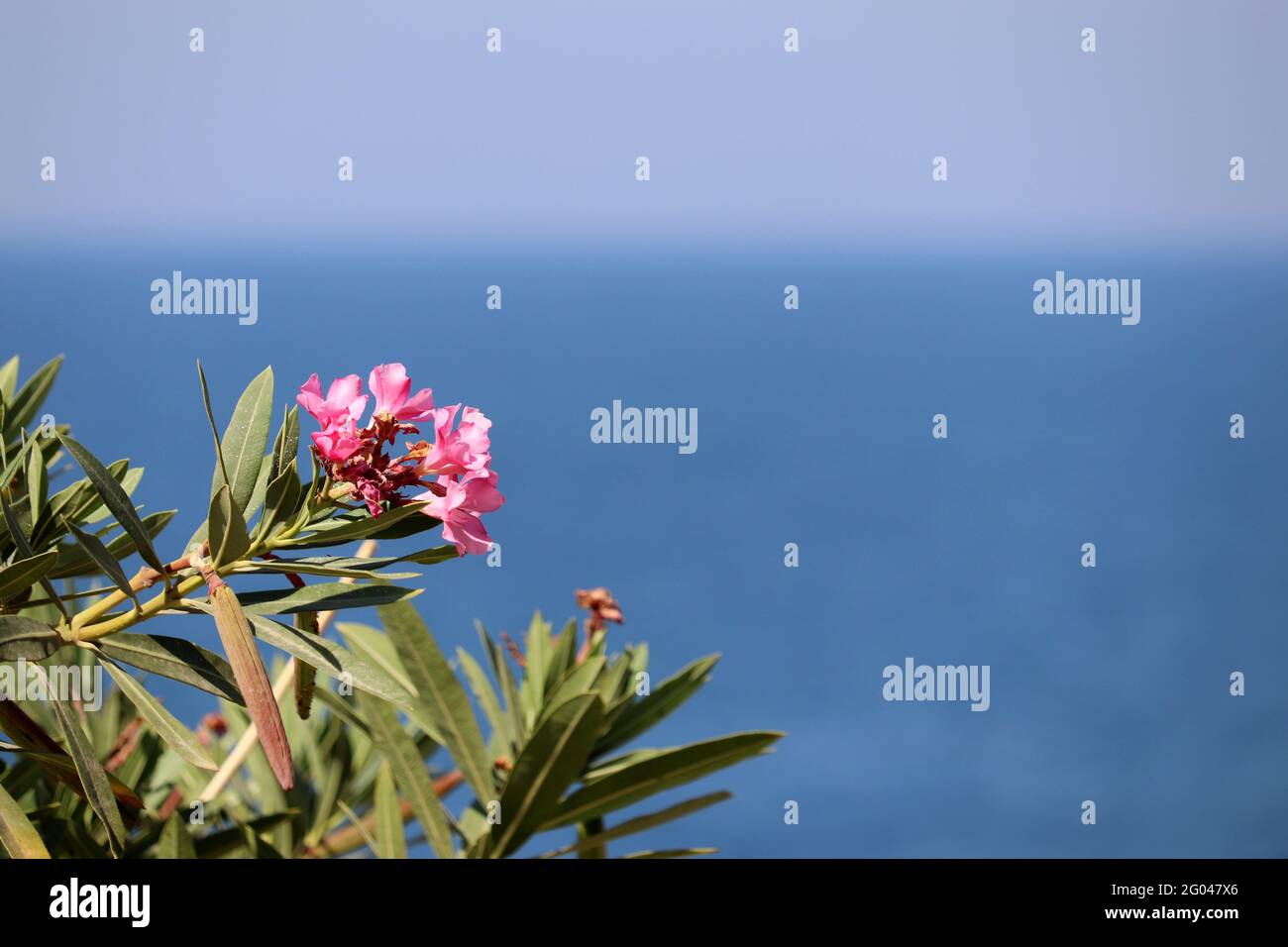 Vacanza al mare, fiori di oleandro su sfondo blu d'acqua. Tempo libero e relax su una spiaggia paradisiaca Foto Stock