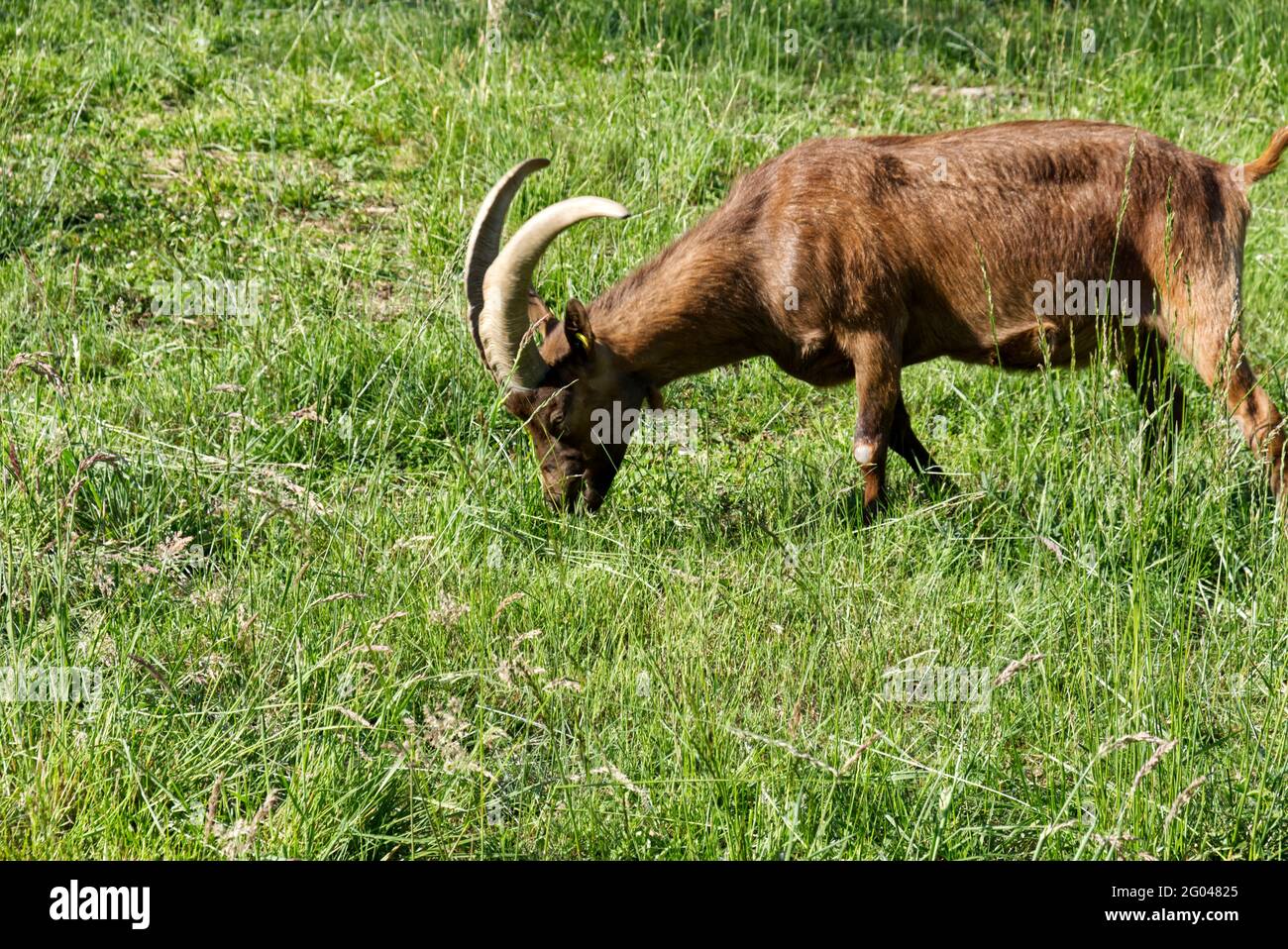 Una capra di camoscio delle Alpi mangia in un prato Foto Stock